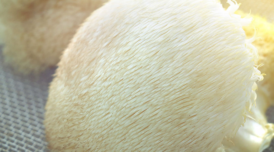 Top Three Health Benefits You Need to Know About Lion’s Mane Mushrooms