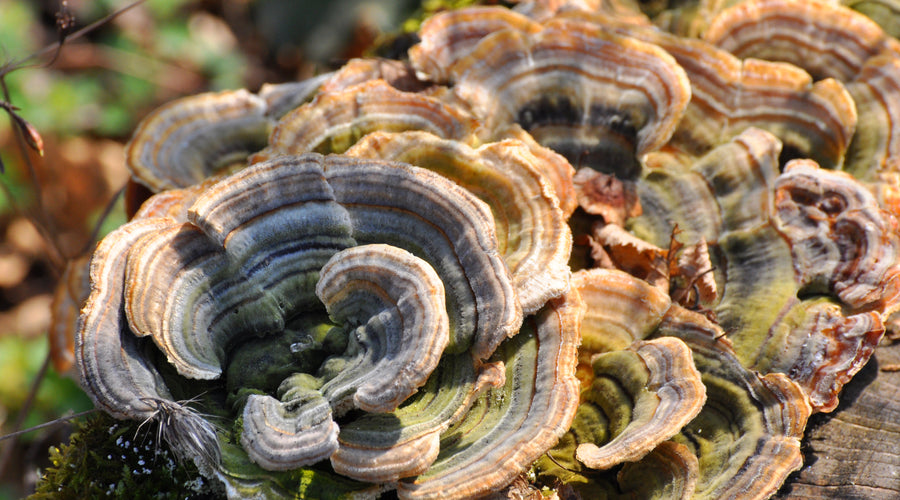 The Amazing Health Benefits of Turkey Tail Mushrooms