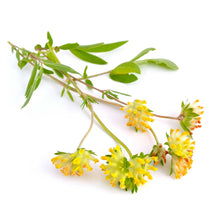 Astragalus plant with flowers against white background