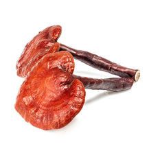 Reishi mushroom against white background