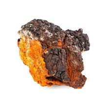 Chaga mushroom against white background