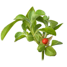 Ashwagandha plant with fruit against white background