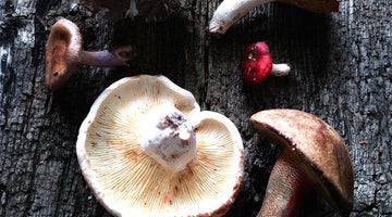 How Functional Mushrooms Benefit Our Immune System