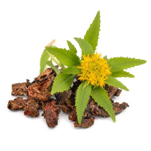 Rhodiola plant with flower and bark against a white background