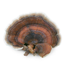 Turkey Tail mushroom against white background