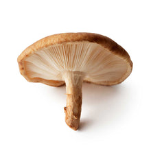 Shiitake mushroom against white background